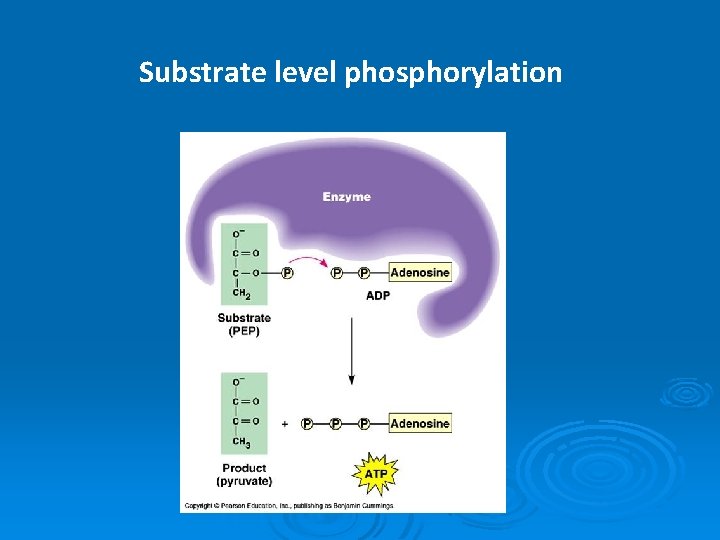 Substrate level phosphorylation 