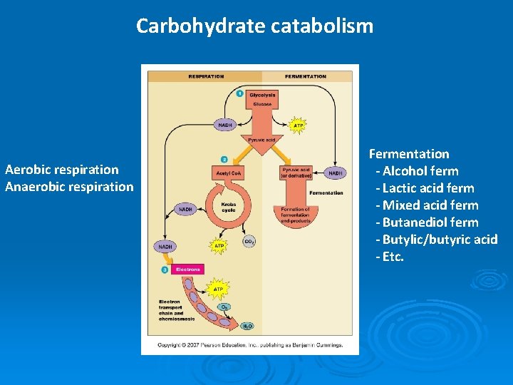 Carbohydrate catabolism Aerobic respiration Anaerobic respiration Fermentation - Alcohol ferm - Lactic acid ferm