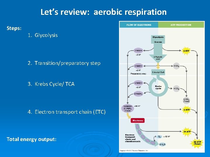 Let’s review: aerobic respiration Steps: 1. Glycolysis 2. Transition/preparatory step 3. Krebs Cycle/ TCA