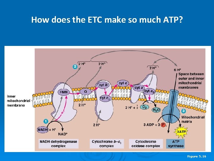 How does the ETC make so much ATP? Figure 5. 16 