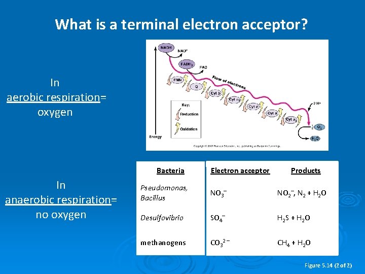 What is a terminal electron acceptor? In aerobic respiration= oxygen Bacteria In anaerobic respiration=