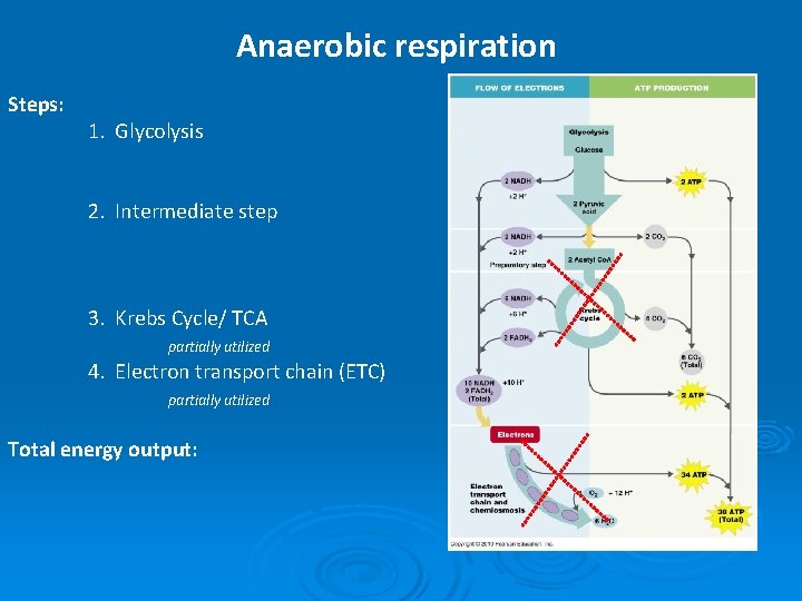 Anaerobic respiration Steps: 1. Glycolysis 2. Intermediate step 3. Krebs Cycle/ TCA partially utilized