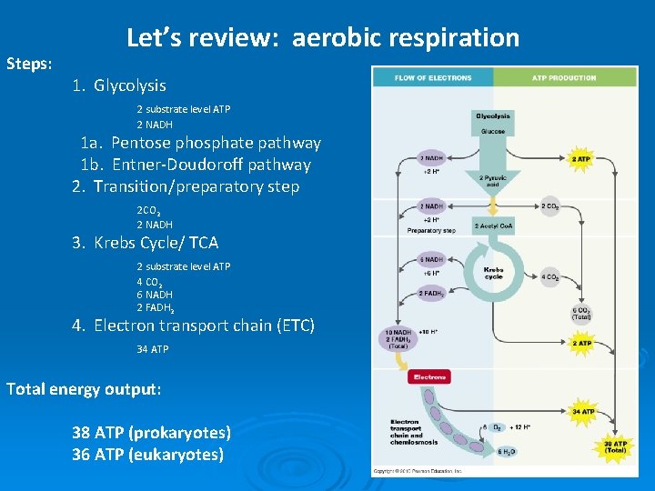 Steps: Let’s review: aerobic respiration 1. Glycolysis 2 substrate level ATP 2 NADH 1