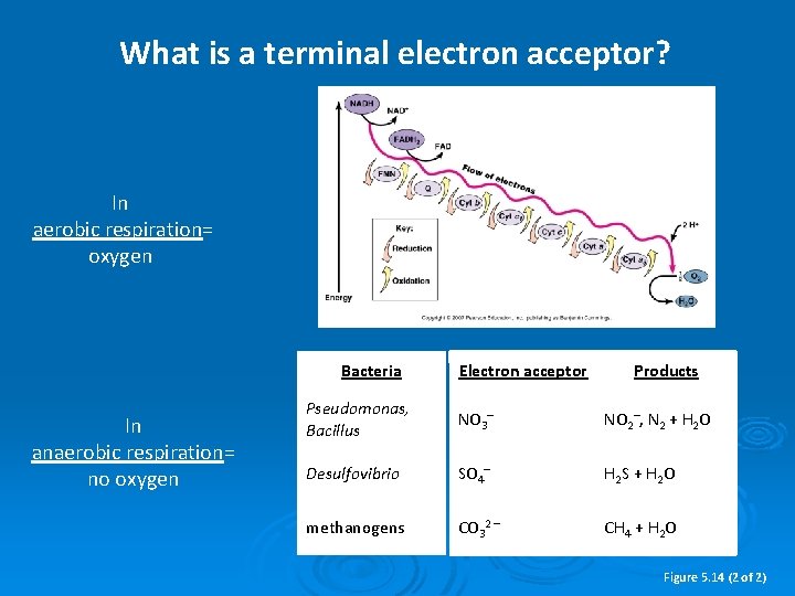 What is a terminal electron acceptor? In aerobic respiration= oxygen Bacteria In anaerobic respiration=