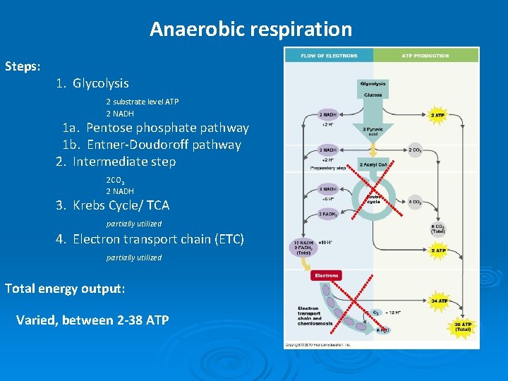 Anaerobic respiration Steps: 1. Glycolysis 2 substrate level ATP 2 NADH 1 a. Pentose