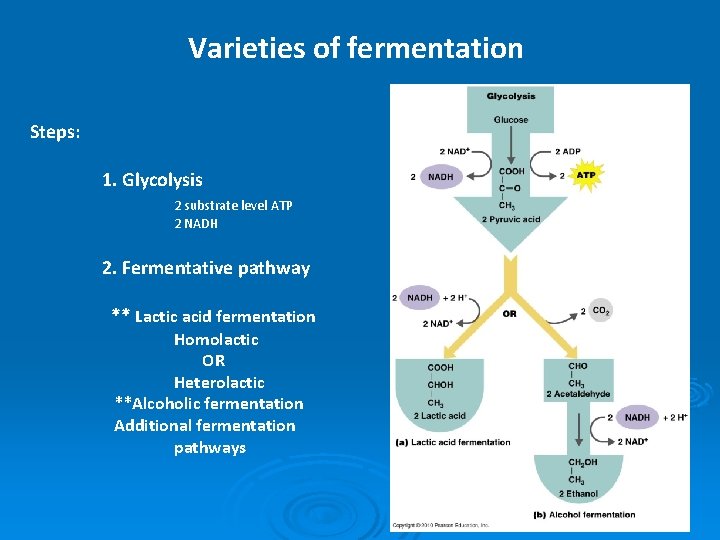 Varieties of fermentation Steps: 1. Glycolysis 2 substrate level ATP 2 NADH 2. Fermentative