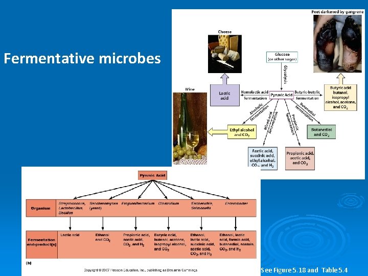 Fermentative microbes See Figure 5. 18 and Table 5. 4 