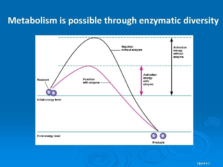 Metabolism is possible through enzymatic diversity Figure 5. 2 