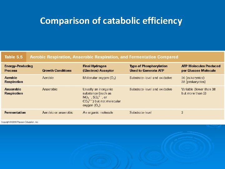 Comparison of catabolic efficiency 