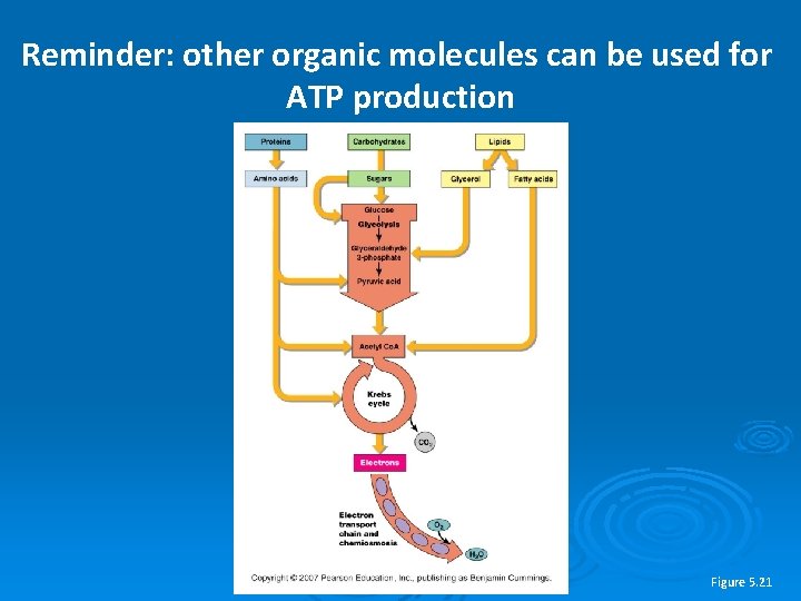 Reminder: other organic molecules can be used for ATP production Figure 5. 21 