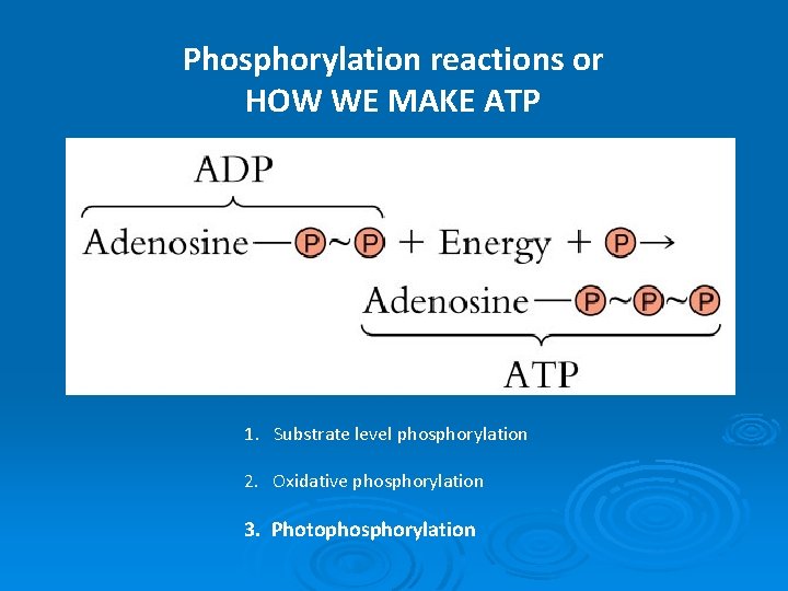 Phosphorylation reactions or HOW WE MAKE ATP 1. Substrate level phosphorylation 2. Oxidative phosphorylation