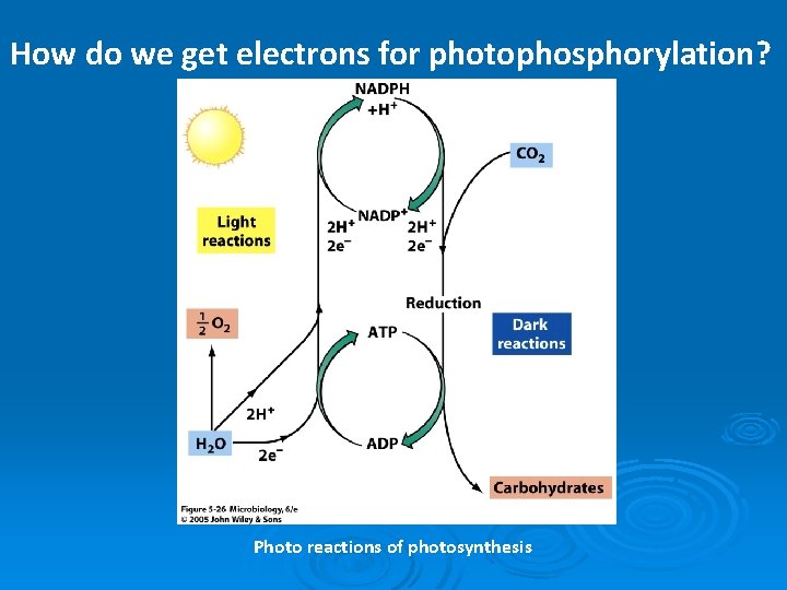 How do we get electrons for photophosphorylation? Photo reactions of photosynthesis 