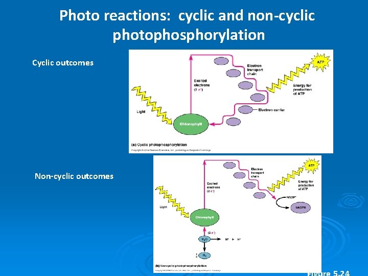 Photo reactions: cyclic and non-cyclic photophosphorylation Cyclic outcomes Non-cyclic outcomes 