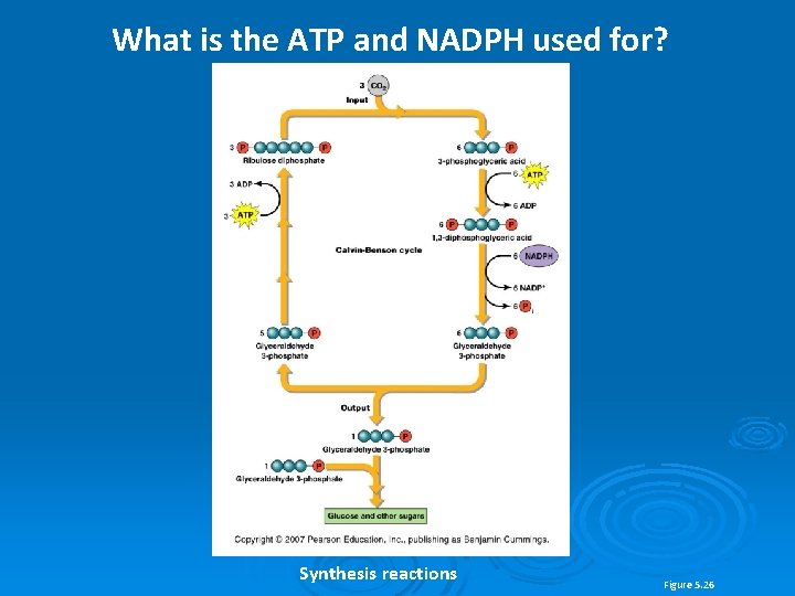 What is the ATP and NADPH used for? Synthesis reactions Figure 5. 26 