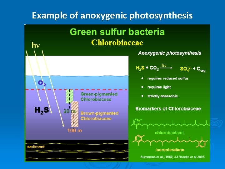 Example of anoxygenic photosynthesis 