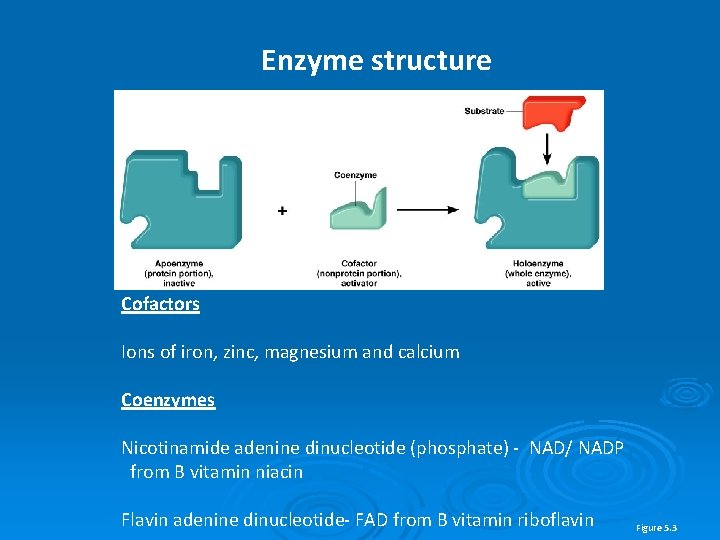 Enzyme structure Cofactors Ions of iron, zinc, magnesium and calcium Coenzymes Nicotinamide adenine dinucleotide