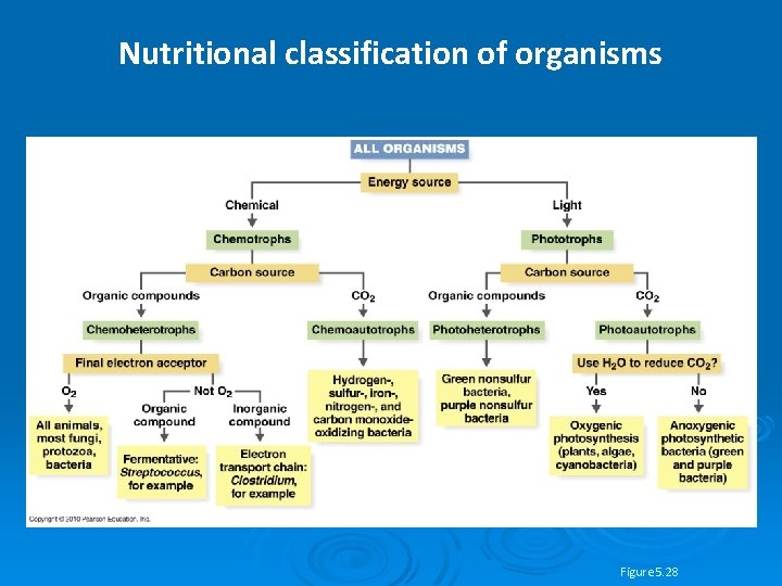 Nutritional classification of organisms Figure 5. 28 