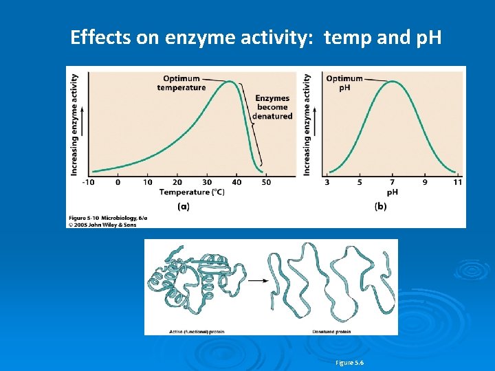 Effects on enzyme activity: temp and p. H Figure 5. 6 
