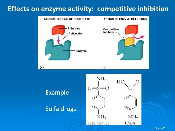 Effects on enzyme activity: competitive inhibition Example: Sulfa drugs Figure 5. 7 
