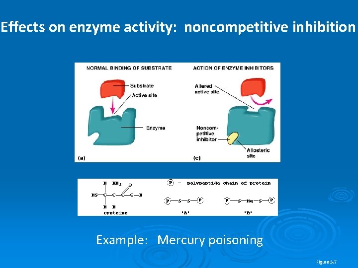 Effects on enzyme activity: noncompetitive inhibition Example: Mercury poisoning Figure 5. 7 