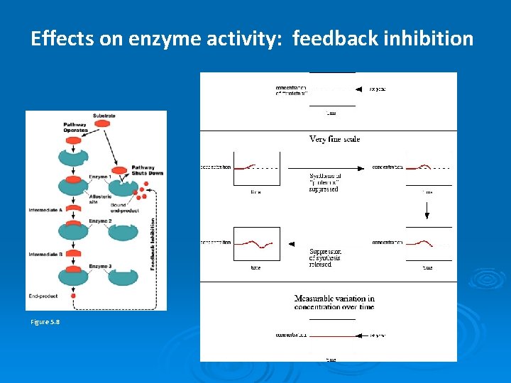 Effects on enzyme activity: feedback inhibition Figure 5. 8 