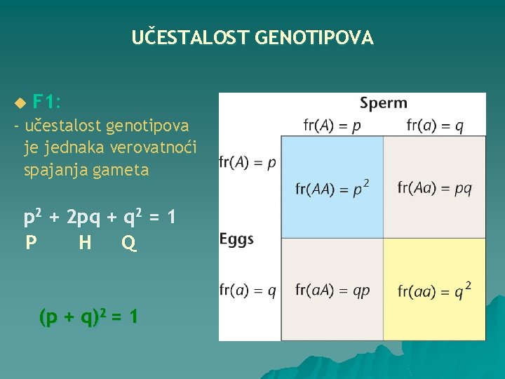 UČESTALOST GENOTIPOVA u F 1: - učestalost genotipova je jednaka verovatnoći spajanja gameta p