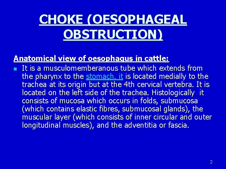 CHOKE (OESOPHAGEAL OBSTRUCTION) Anatomical view of oesophagus in cattle: n It is a musculomemberanous