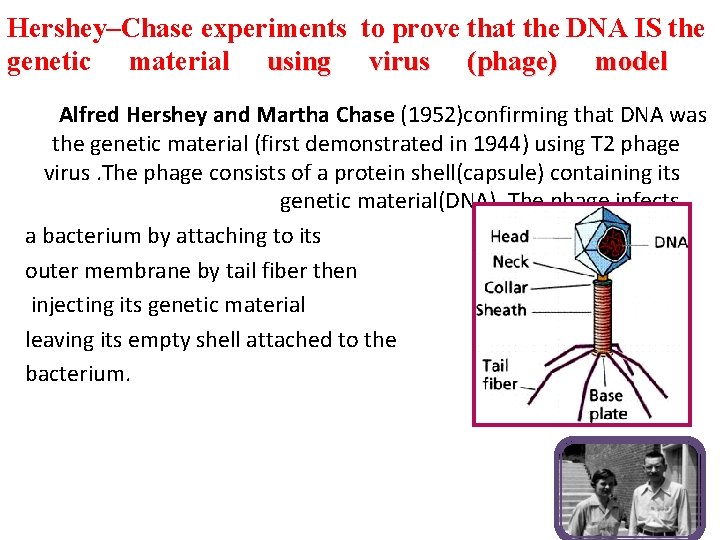 Hershey–Chase experiments to prove that the DNA IS the genetic material using virus (phage)