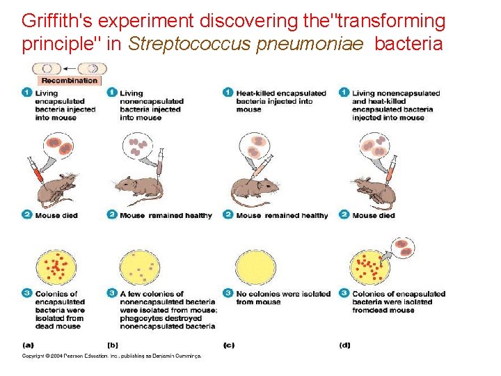 Griffith's experiment discovering the"transforming principle" in Streptococcus pneumoniae bacteria 