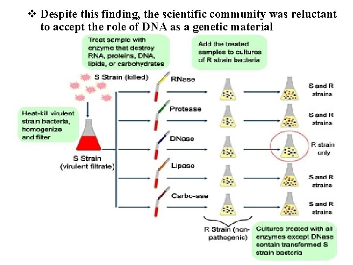 v Despite this finding, the scientific community was reluctant to accept the role of