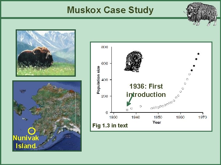 Muskox Case Study 1936: First introduction Fig 1. 3 in text Nunivak Island 
