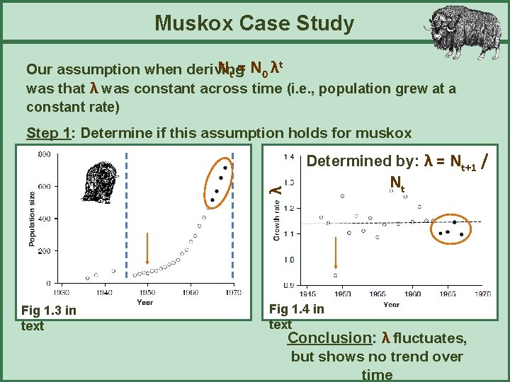 Muskox Case Study N t = N 0 λt Our assumption when deriving was