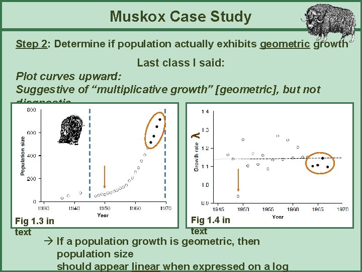 Muskox Case Study Step 2: Determine if population actually exhibits geometric growth Last class