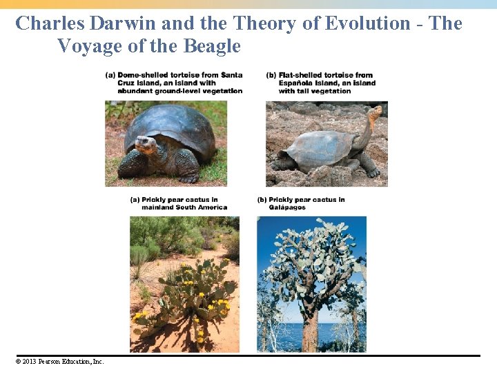 Charles Darwin and the Theory of Evolution - The Voyage of the Beagle ©