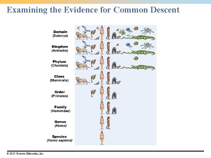 Examining the Evidence for Common Descent © 2013 Pearson Education, Inc. 