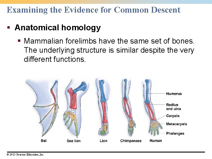 Examining the Evidence for Common Descent § Anatomical homology § Mammalian forelimbs have the
