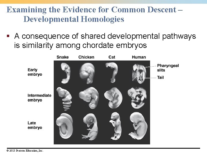 Examining the Evidence for Common Descent – Developmental Homologies § A consequence of shared