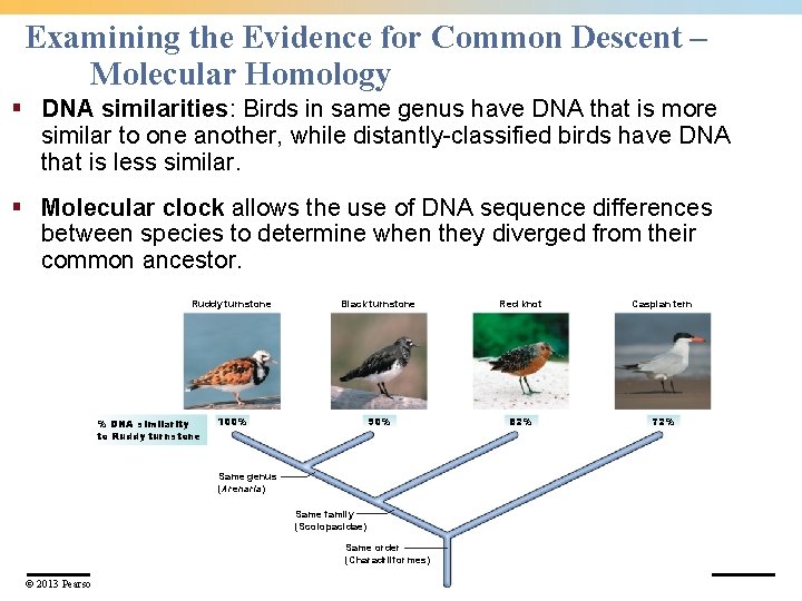 Examining the Evidence for Common Descent – Molecular Homology § DNA similarities: Birds in