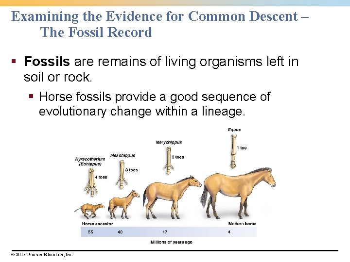 Examining the Evidence for Common Descent – The Fossil Record § Fossils are remains