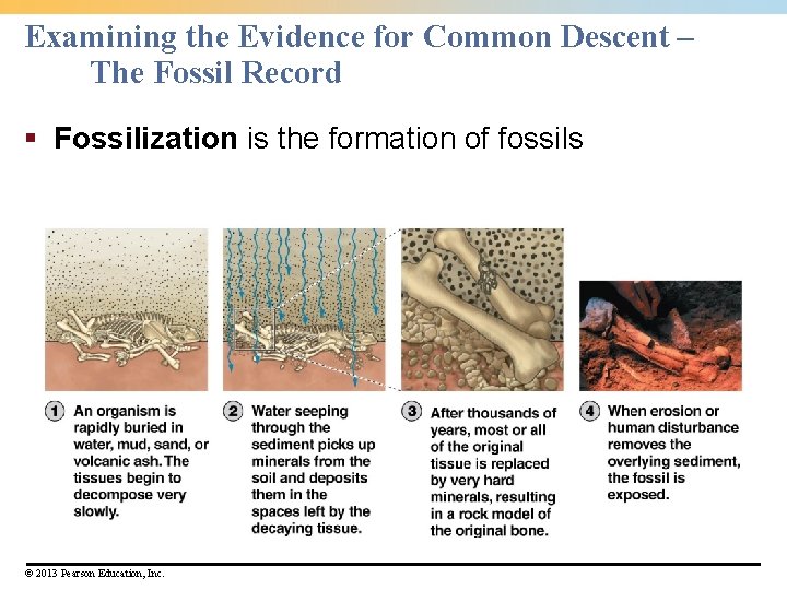 Examining the Evidence for Common Descent – The Fossil Record § Fossilization is the