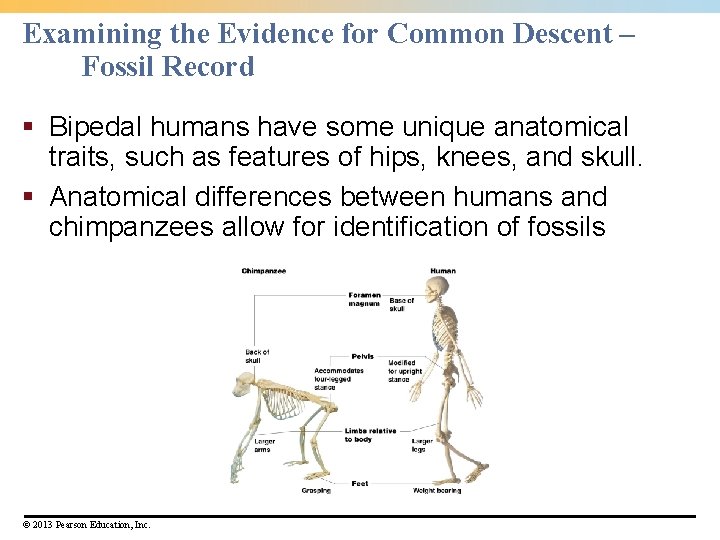 Examining the Evidence for Common Descent – Fossil Record § Bipedal humans have some