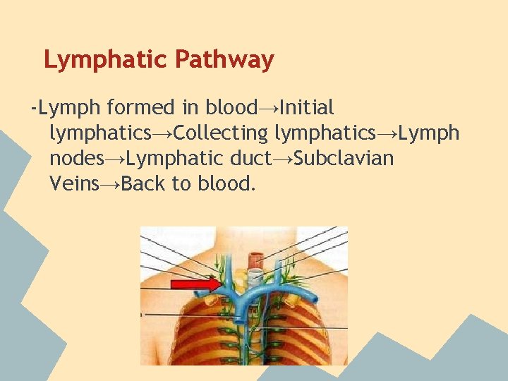 Lymphatic Pathway -Lymph formed in blood→Initial lymphatics→Collecting lymphatics→Lymph nodes→Lymphatic duct→Subclavian Veins→Back to blood. 