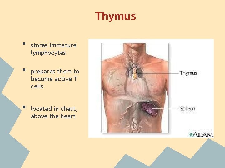 Thymus • • • stores immature lymphocytes prepares them to become active T cells Thymus • • • stores immature lymphocytes prepares them to become active T cells