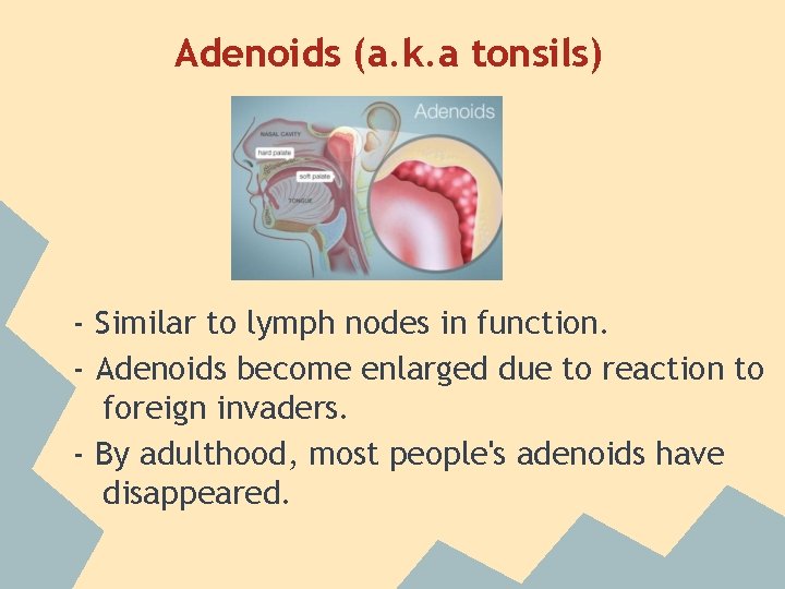 Adenoids (a. k. a tonsils) - Similar to lymph nodes in function. - Adenoids