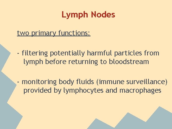 Lymph Nodes two primary functions: - filtering potentially harmful particles from lymph before returning Lymph Nodes two primary functions: - filtering potentially harmful particles from lymph before returning