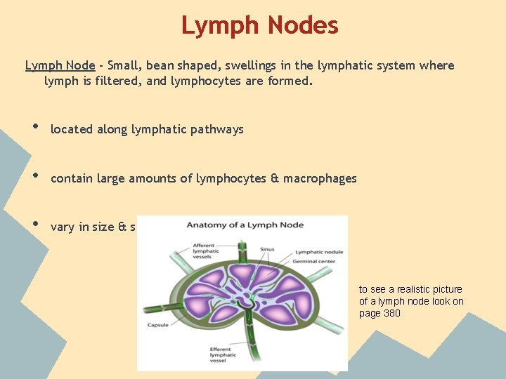 Lymph Nodes Lymph Node - Small, bean shaped, swellings in the lymphatic system where Lymph Nodes Lymph Node - Small, bean shaped, swellings in the lymphatic system where