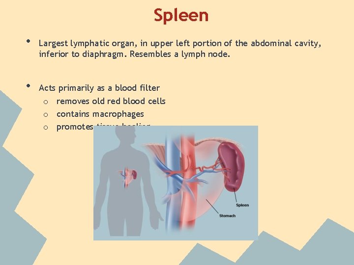 Spleen • • Largest lymphatic organ, in upper left portion of the abdominal cavity,