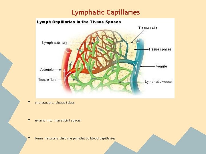 Lymphatic Capillaries • microscopic, closed tubes • extend into interstitial spaces • forms networks