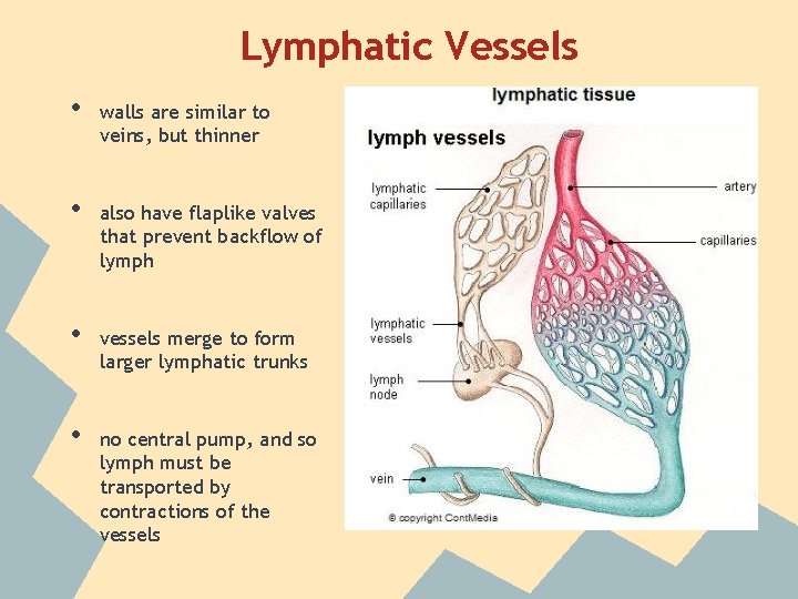 Lymphatic Vessels • • walls are similar to veins, but thinner also have flaplike