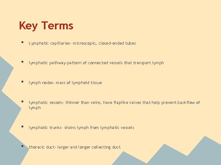 Key Terms • Lymphatic capillaries- microscopic, closed-ended tubes • lymphatic pathway-pattern of connected vessels
